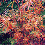 Acer Palmatum Red Pygmy
