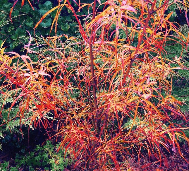 Acer Palmatum Red Pygmy