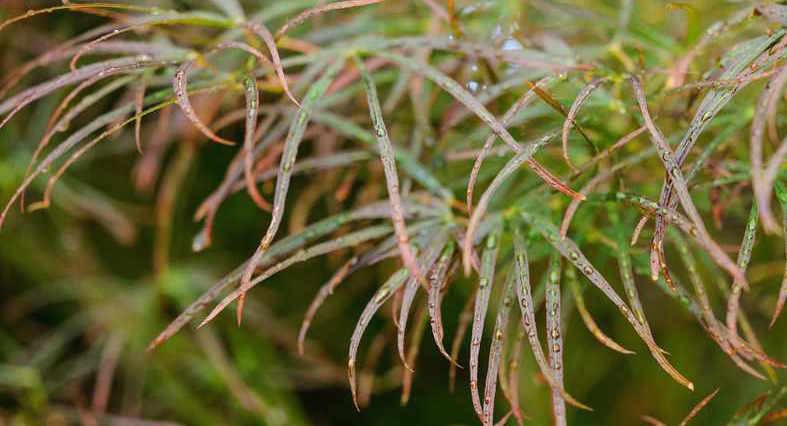 Acer Palmatum Red Pygmy