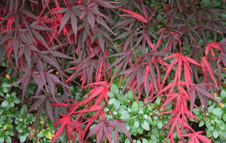 Acer Palmatum Red Pygmy