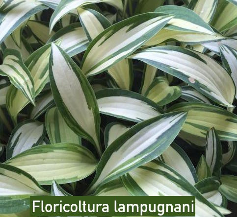 Hosta ' Moonstruck ' ®  vaso 12x12