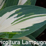 Hosta ' Moonstruck ' ®  vaso 12x12