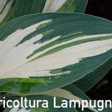 Hosta ' Moonstruck ' ®  vaso 12x12