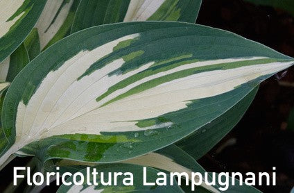 Hosta ' Moonstruck ' ®  vaso 12x12