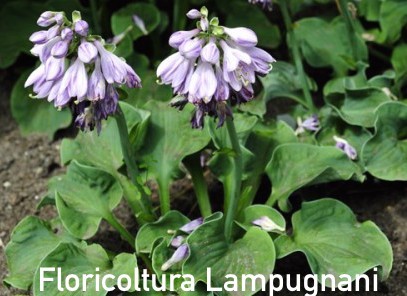 Hosta ' Dancing Mouse ' vaso 12x12