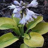 Hosta ' Giantland Mouse Cheese vaso 12x12