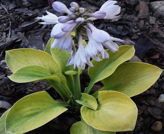 Hosta ' Giantland Mouse Cheese vaso 12x12