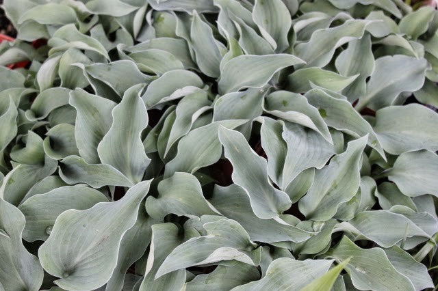 Hosta Gemstone      vaso 12x12