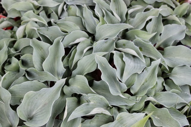 Hosta Gemstone      vaso 12x12