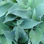 Hosta Gemstone      vaso 12x12
