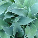 Hosta Gemstone      vaso 12x12