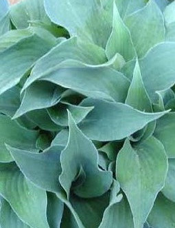 Hosta Gemstone      vaso 12x12