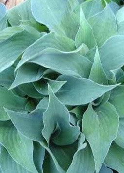 Hosta Gemstone      vaso 12x12