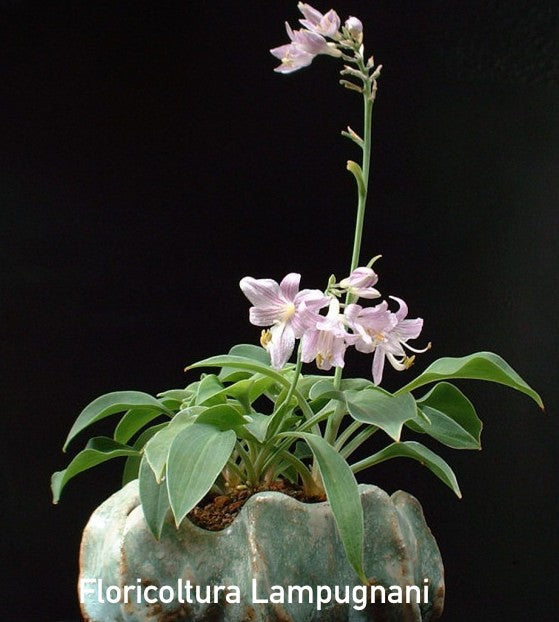 Hosta Popo