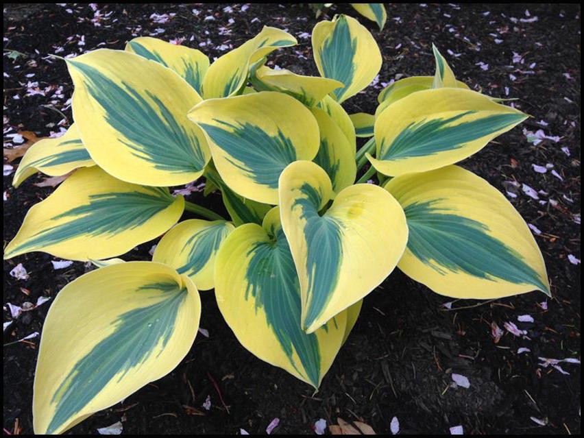 Hosta Autumn Frost 