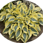 Hosta Autumn Frost 