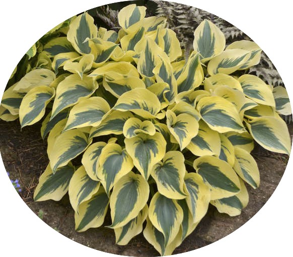 Hosta Autumn Frost 