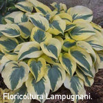 Hosta Autumn Frost 