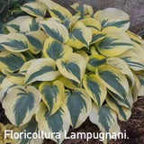 Hosta Autumn Frost 
