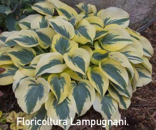 Hosta Autumn Frost 