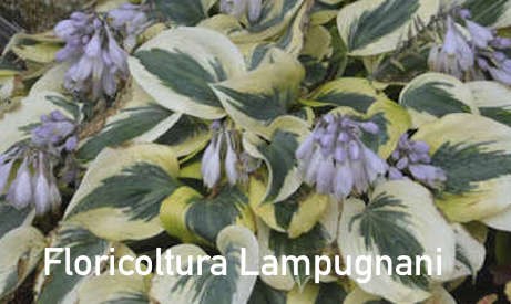 Hosta Autumn Frost 