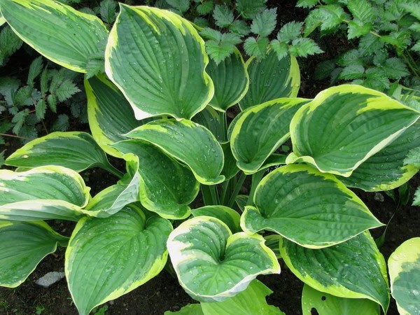 Hosta Fortunei aureomarginata    vaso 12x12