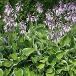 Hosta Fortunei aureomarginata    vaso 12x12