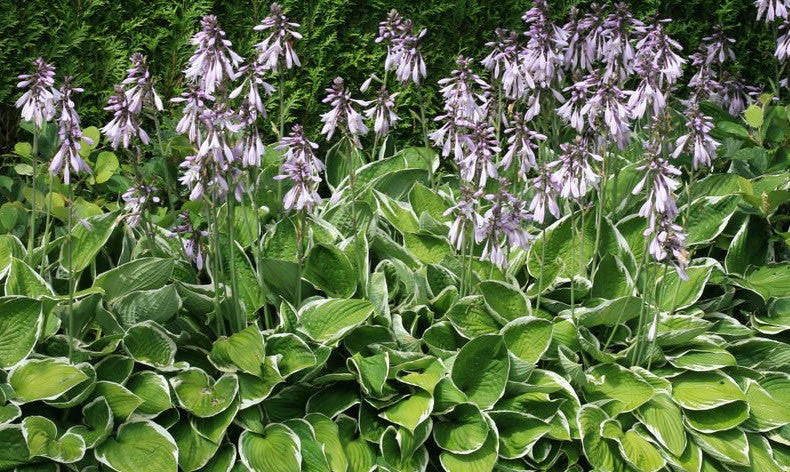 Hosta Fortunei aureomarginata    vaso 12x12