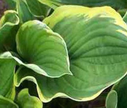 Hosta Fortunei aureomarginata    vaso 12x12