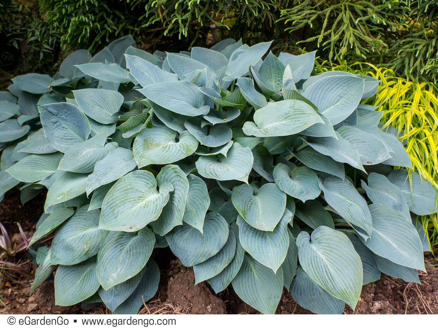 Hosta Blue Heart