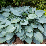 Hosta Blue Heart
