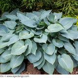 Hosta Blue Heart