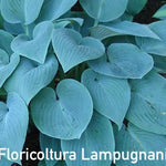 Hosta Blue Heart
