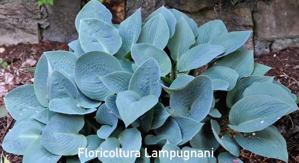 Hosta Blue Heart