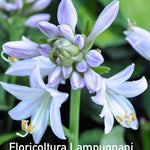 Hosta Blue Heart