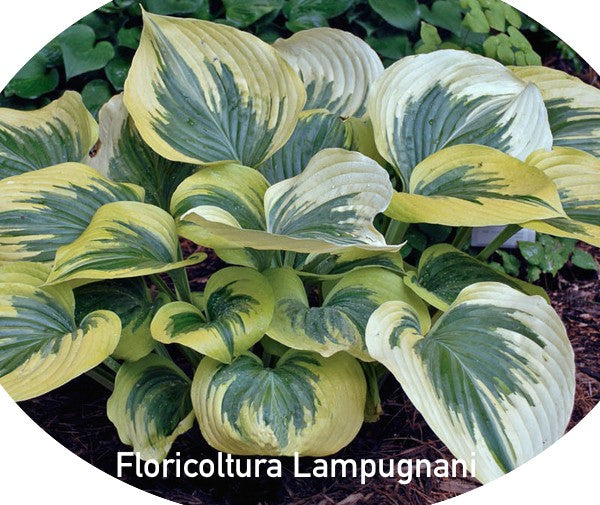Hosta Liberty® 