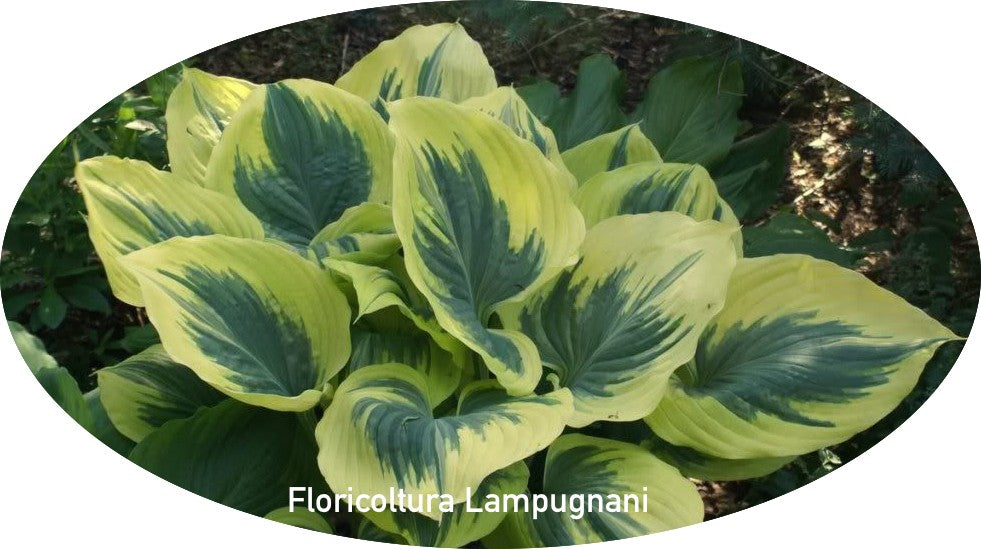 Hosta Liberty® 