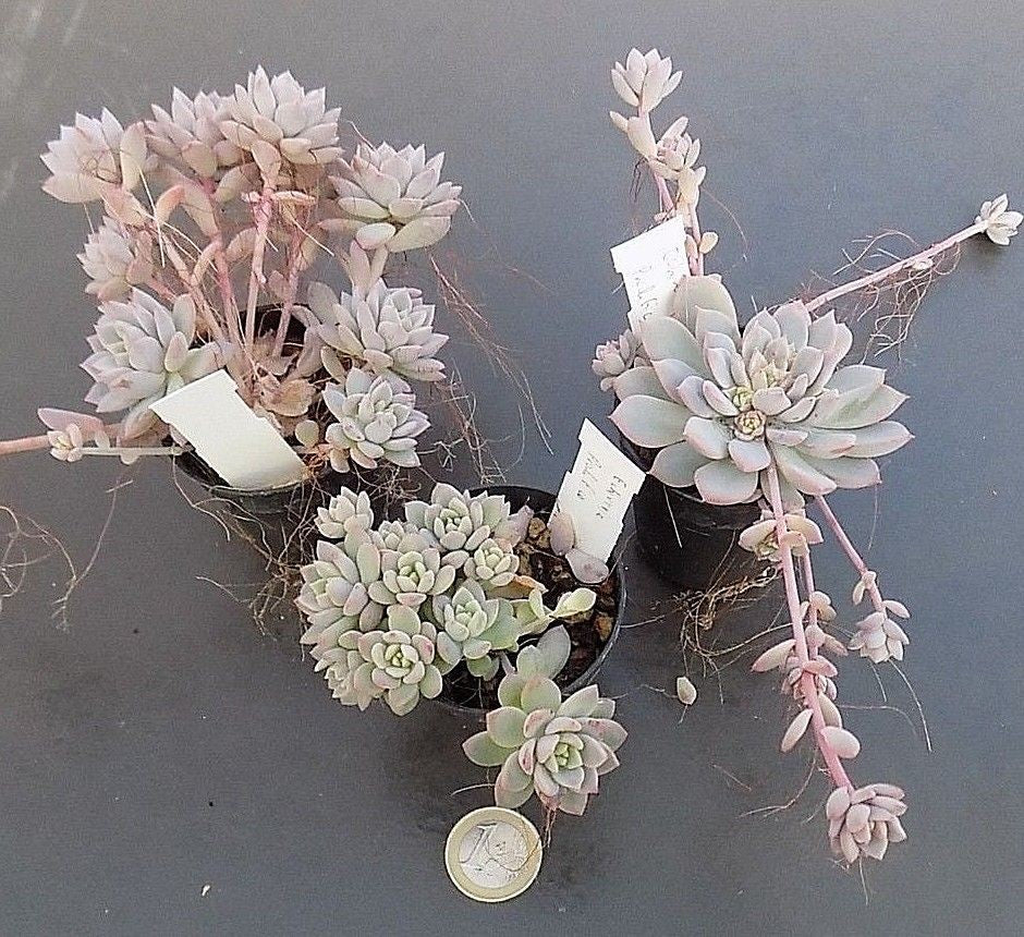 Echeveria Prolifica