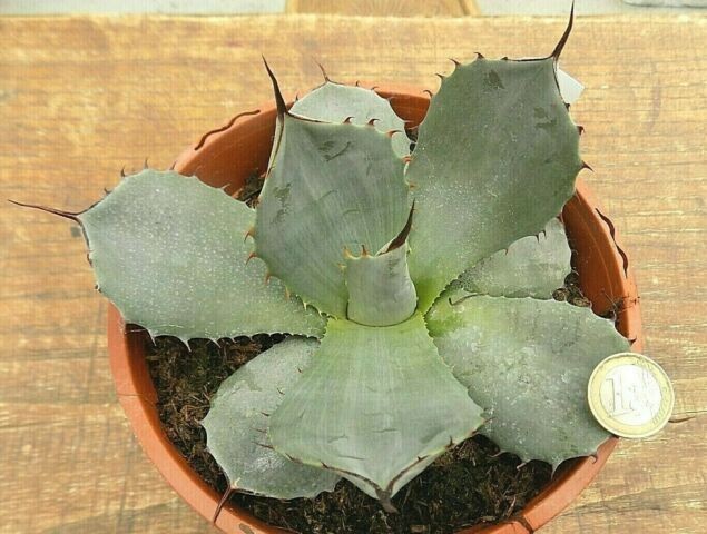 Agave Prryi Truncata cm. 18/20