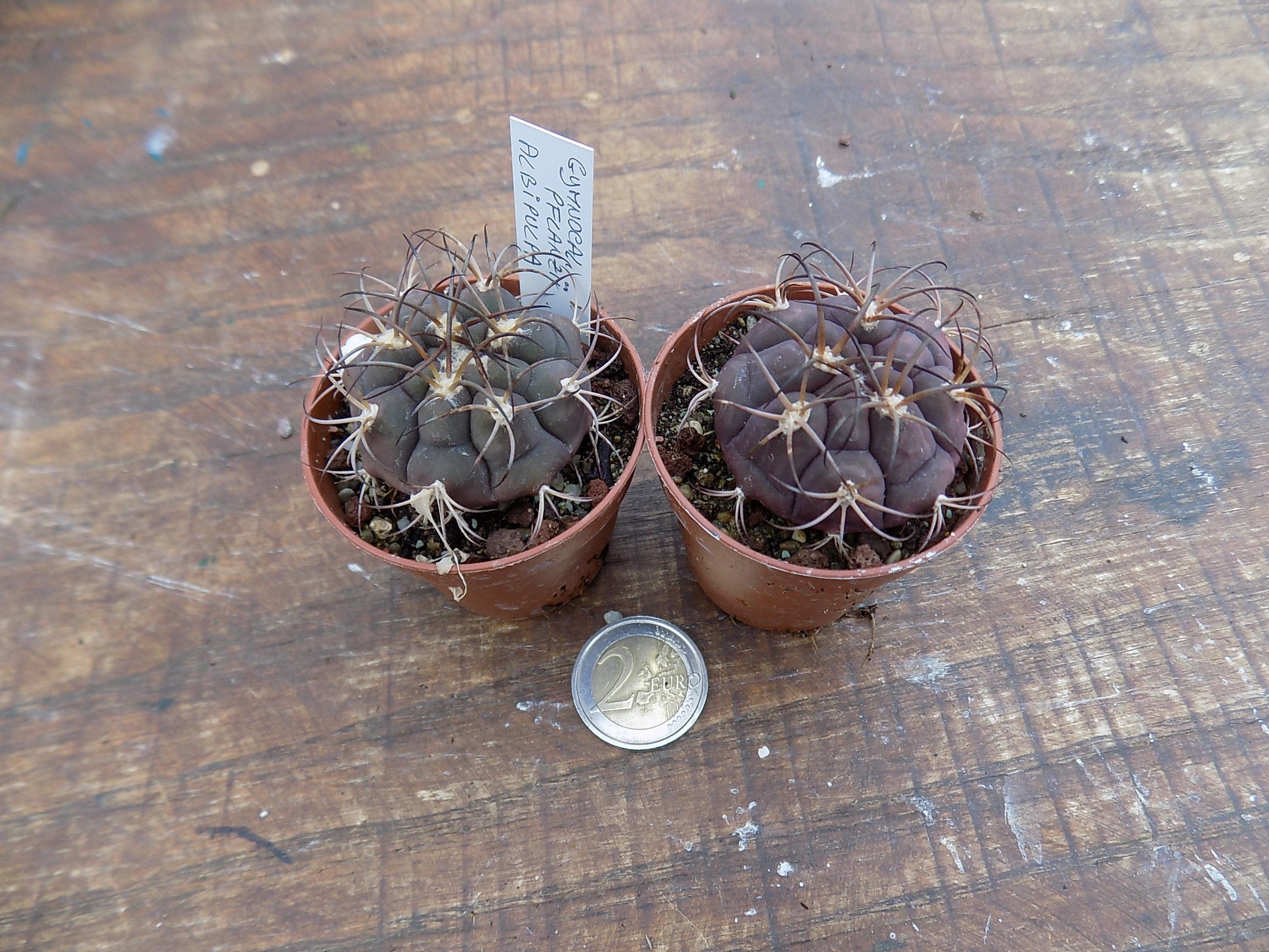 Gymnocalycium Pflanzii albipulpa