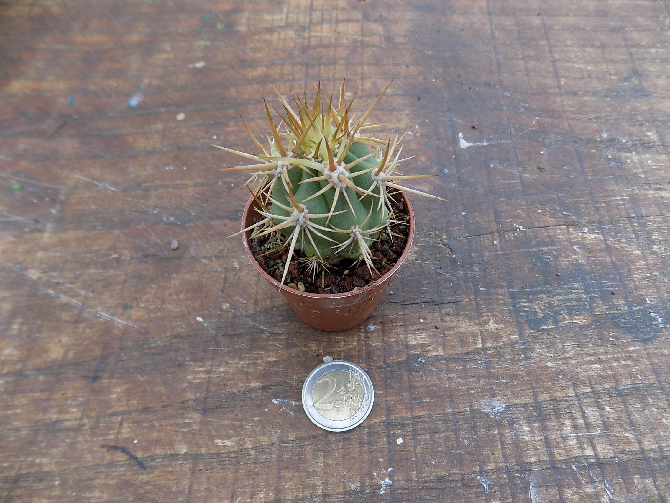 Trichocereus cv. Chiloensis RS-7-b