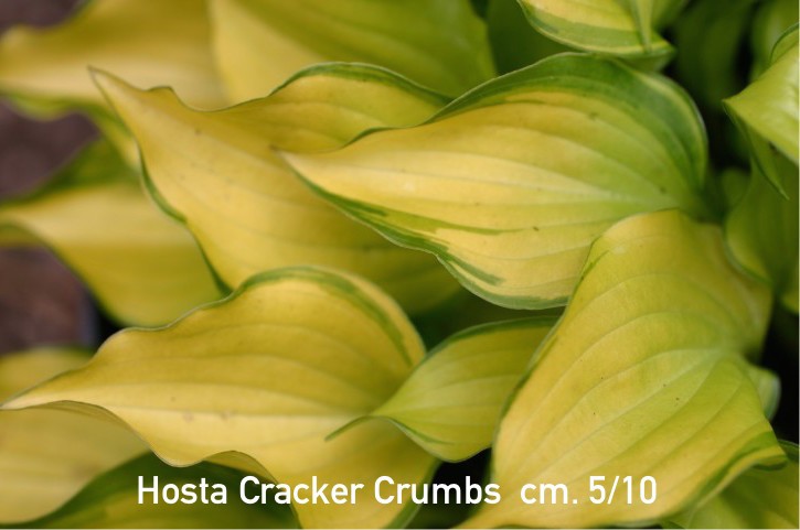 Hosta Crackers Crumb (miniatura)