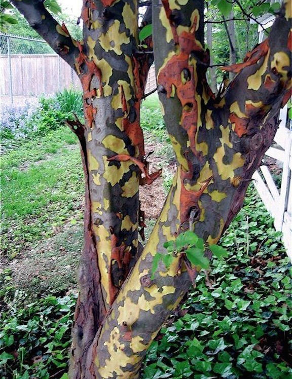 Pseudocydonia Sinensis vaso 9 adatta anche per bonsai