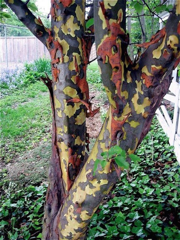 Pseudocydonia Sinensis vaso 9 adatta anche per bonsai