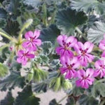 Pelargonium cortusifolium x P. echinatum (Succulento)