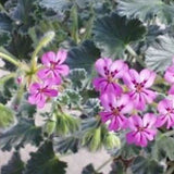 Pelargonium cortusifolium x P. echinatum (Succulento)