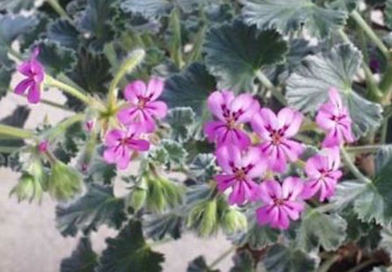 Pelargonium cortusifolium x P. echinatum (Succulento)