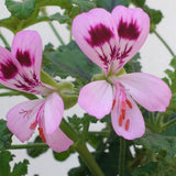 Pelargonium Royal Oak (Odoroso balsamo)