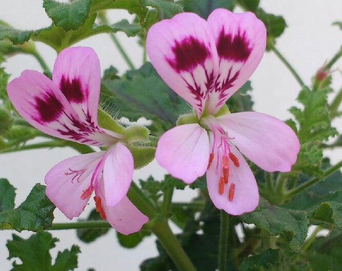 Pelargonium Royal Oak (Odoroso balsamo)