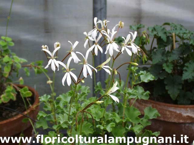 Pelargonium Acetosum bianco (succulento)
